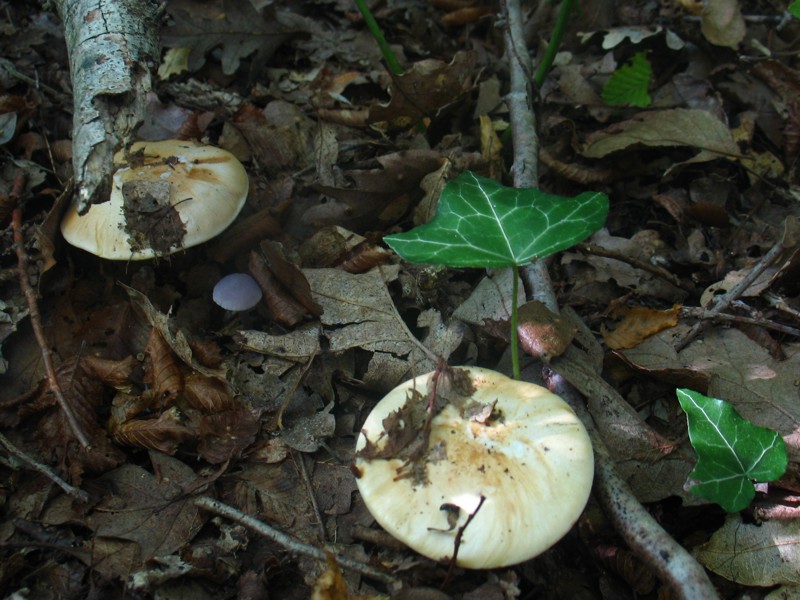 Ancora da quercus-carpineto